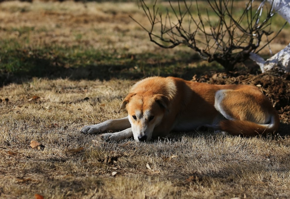 景区内看门的狗狗