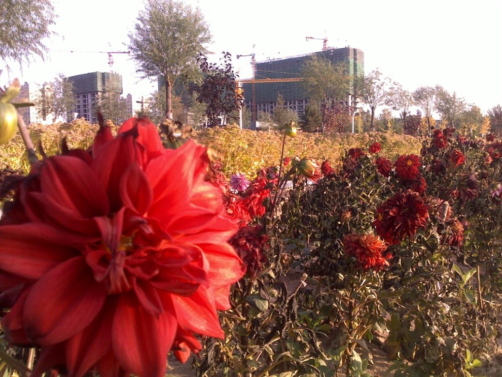 【【快乐街拍秀】】张家口市民广场0131(申牛)