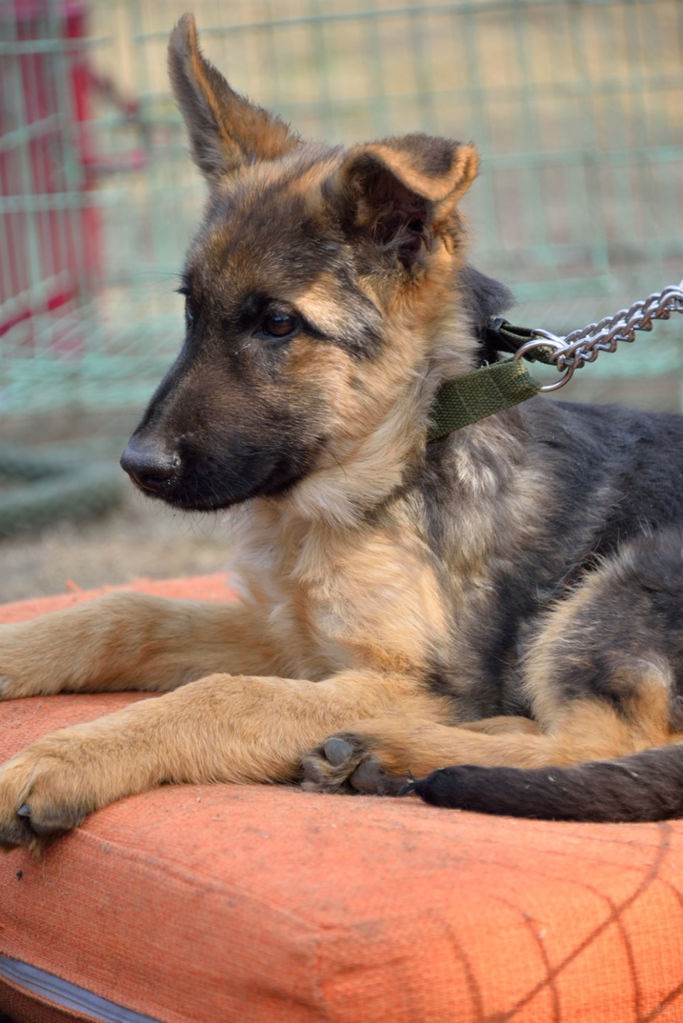 【开心萌宠迎新春】小黑背的淘气眼神