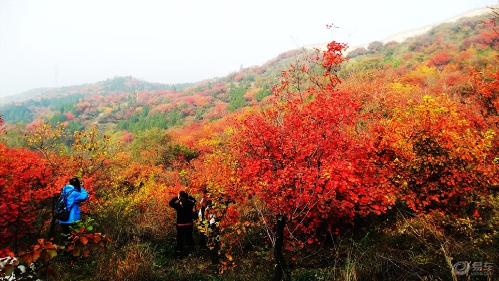 漫山紅遍八達嶺國家森林公園—紅葉嶺