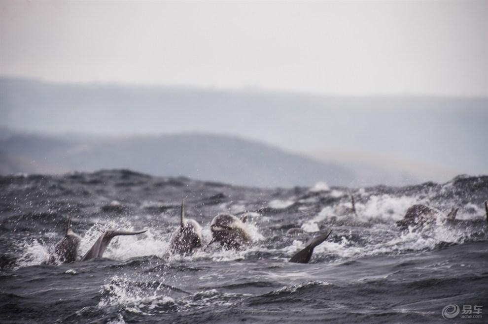 沙丁鱼大迁徙-狂野南非 海盗王·基德作品