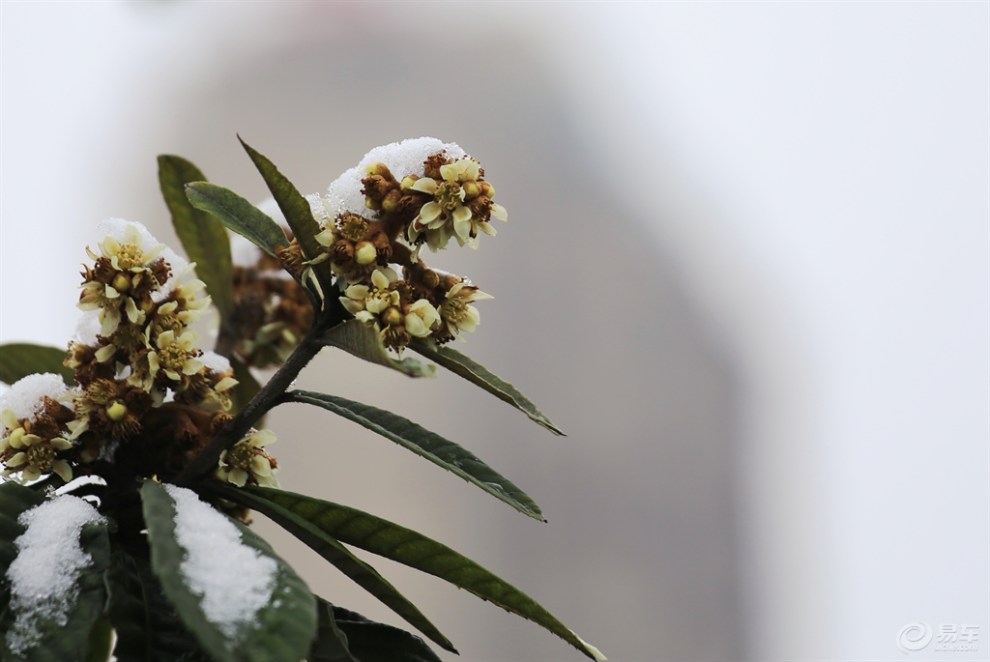 雪中枇杷花