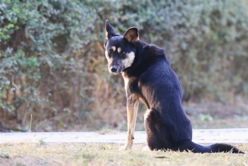 苏犬