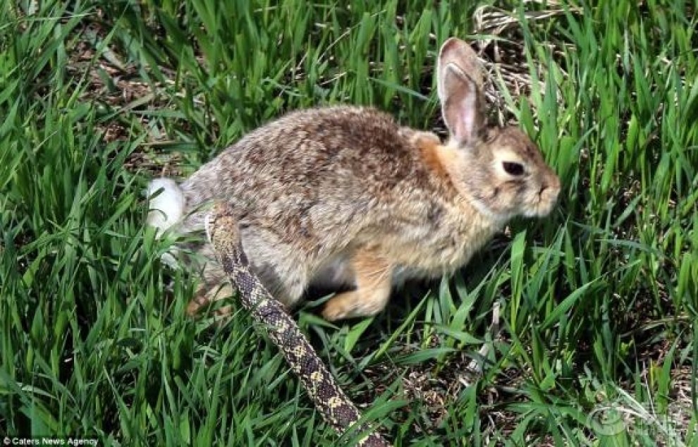 兔蛇大战(转帖共赏)