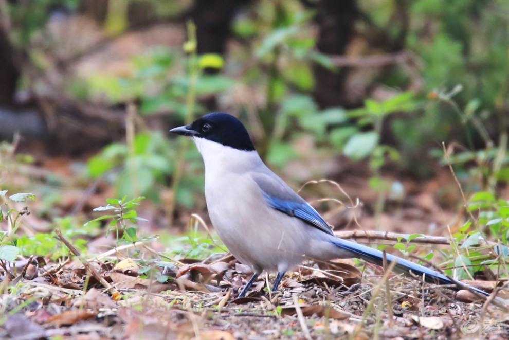 【【欢乐萌宠第一季】大胆的灰喜鹊】_宠物当家论坛图片集锦_汽车论坛
