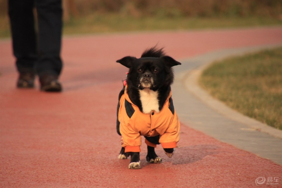 【欢乐萌宠第一季】走两步,哈哈哈!