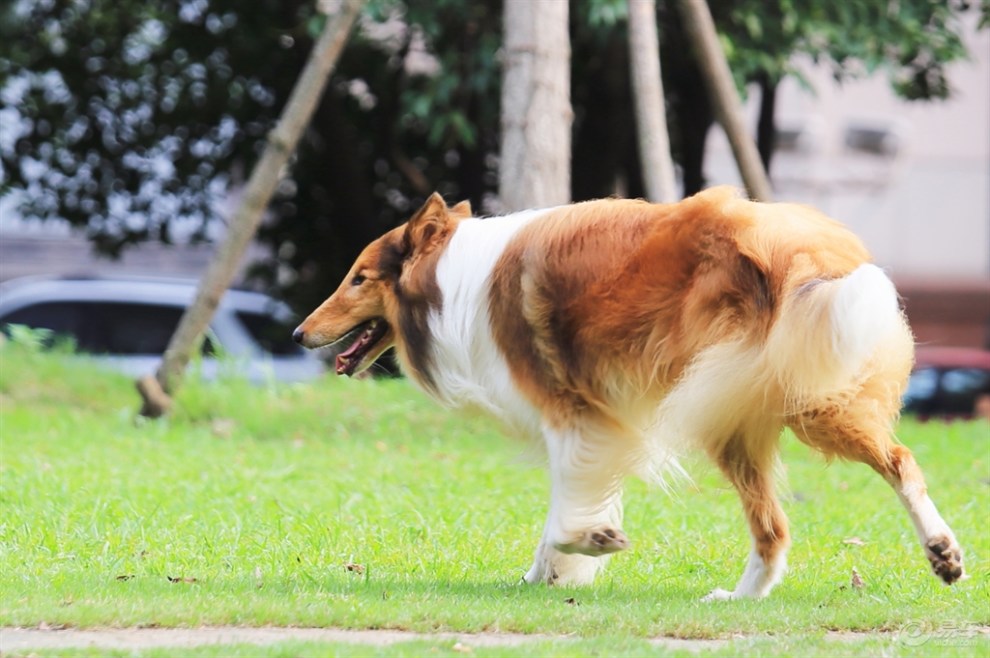 【名犬欣賞】蘇格蘭牧羊犬