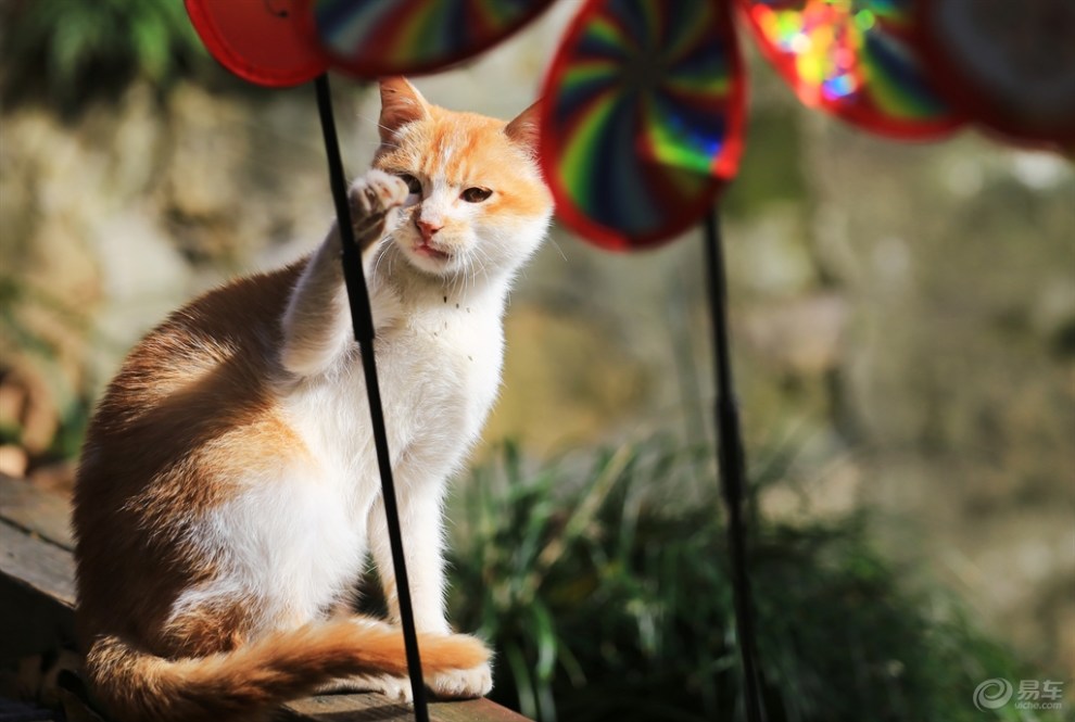 【欢乐萌宠第一季】萌猫出击之快乐玩耍