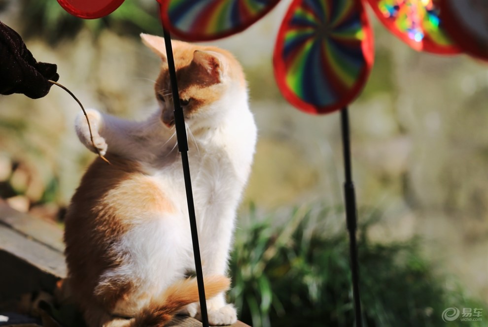 【欢乐萌宠第一季】萌猫出击之快乐玩耍