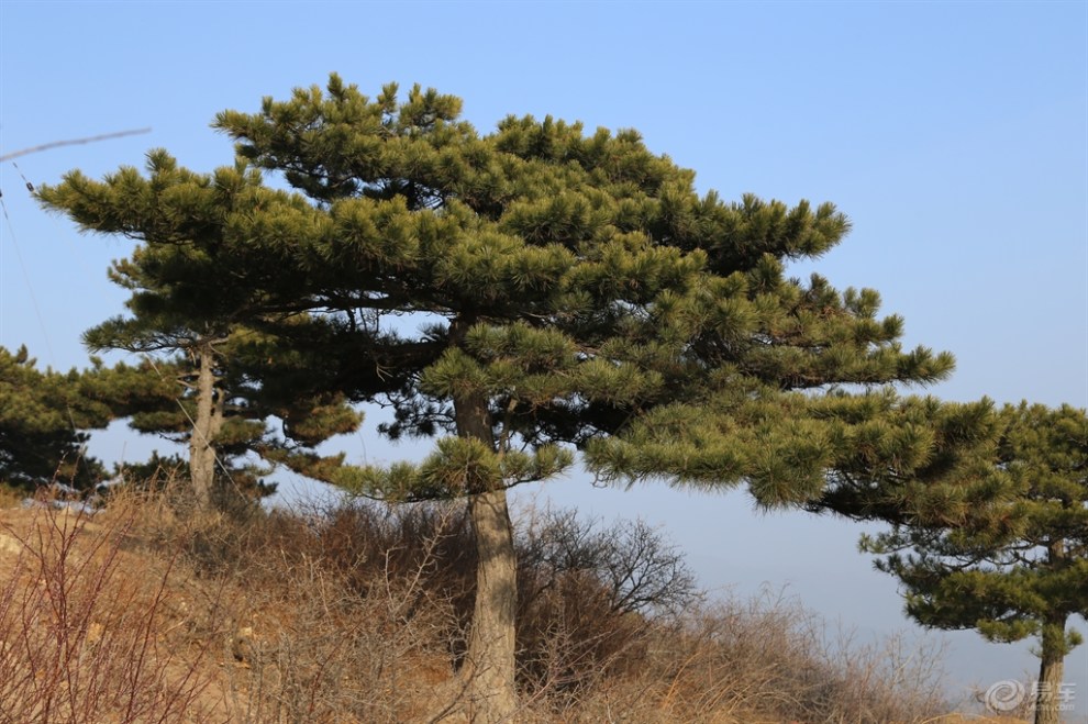 【原創首發】峰嶺賞青松