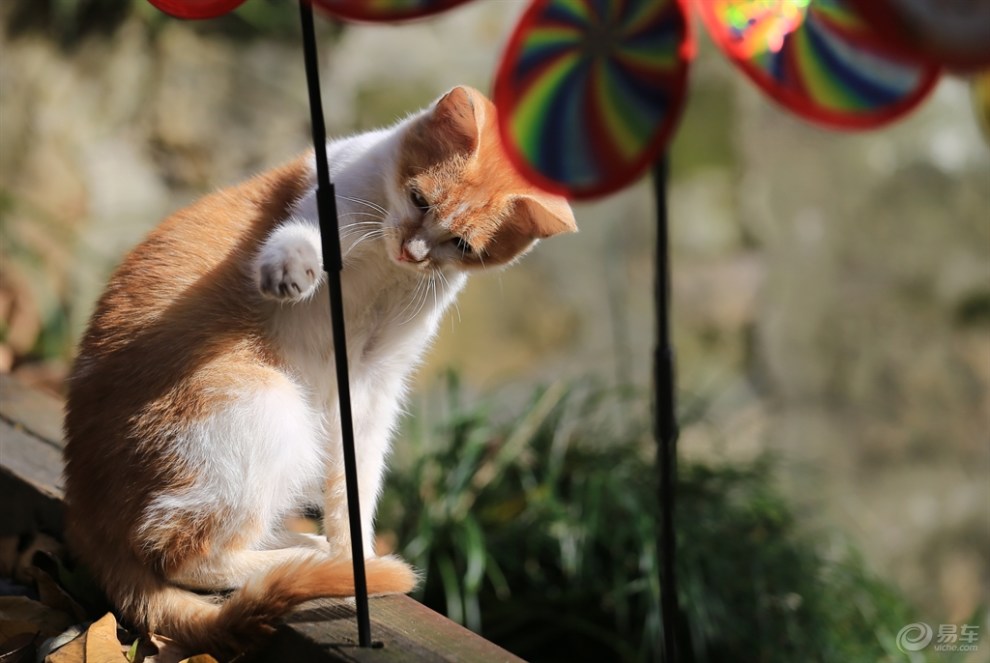 【欢乐萌宠第一季】萌猫出击之快乐玩耍