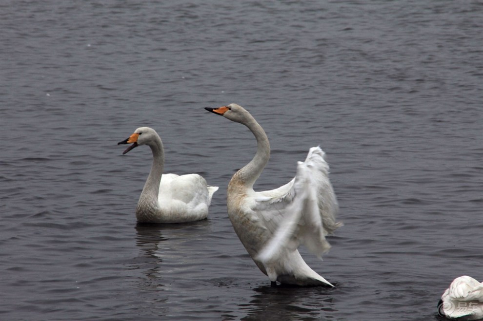 【【欢乐萌宠第一季】天鹅】_宠物当家论坛图片集锦_汽车论坛-易车网