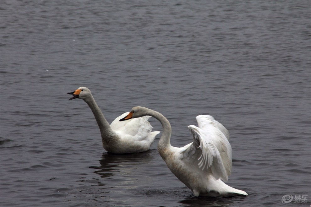 【【欢乐萌宠第一季】天鹅】_宠物当家论坛图片集锦_汽车论坛-易车网