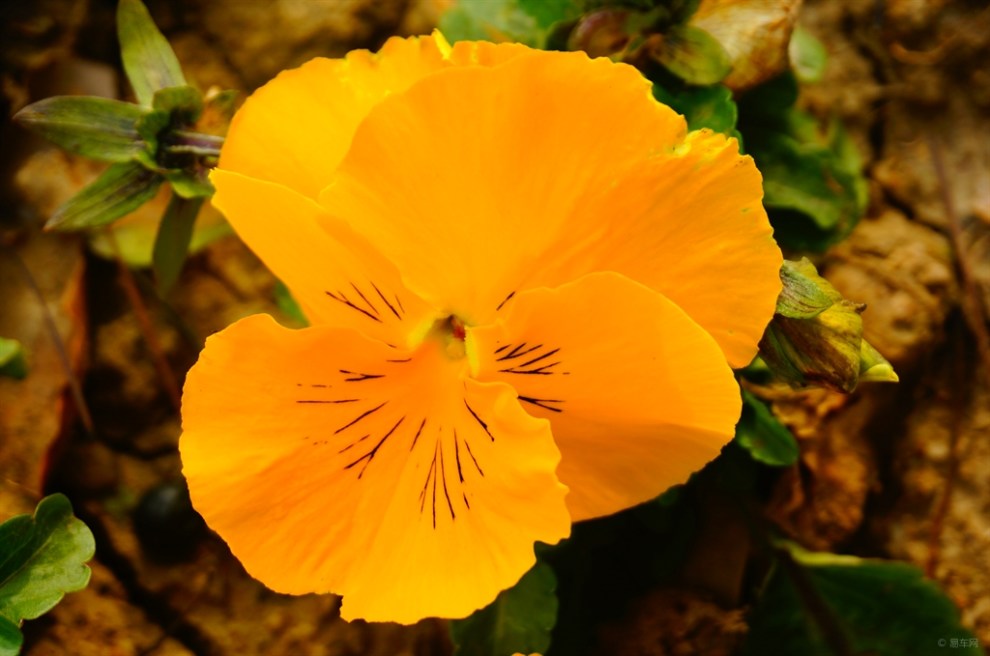 【摄影比赛-春的气息】人脸花24