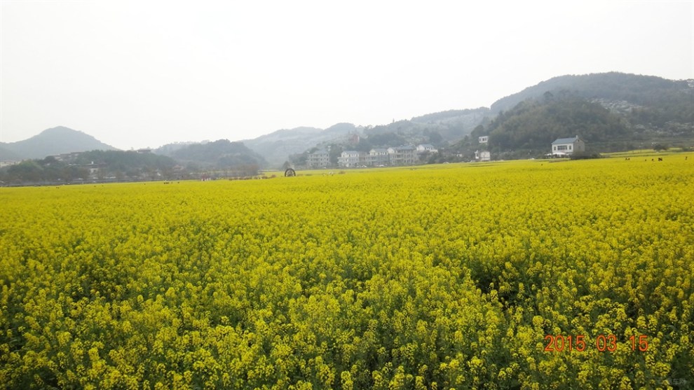 踏春莆田坪盤,欣賞三百畝油菜花