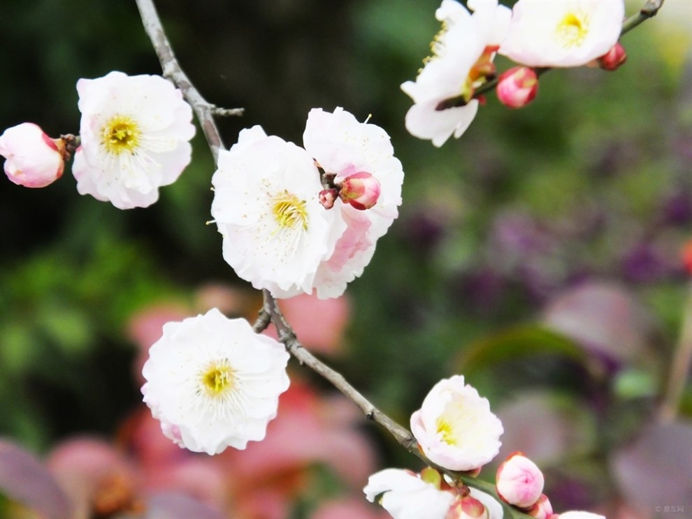 【春暖花開】春天裡的美景