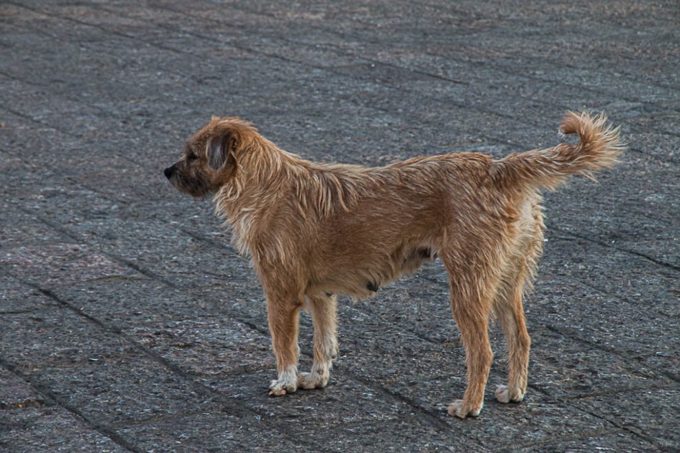 【云端探寻之旅】丽江广场的犬儿