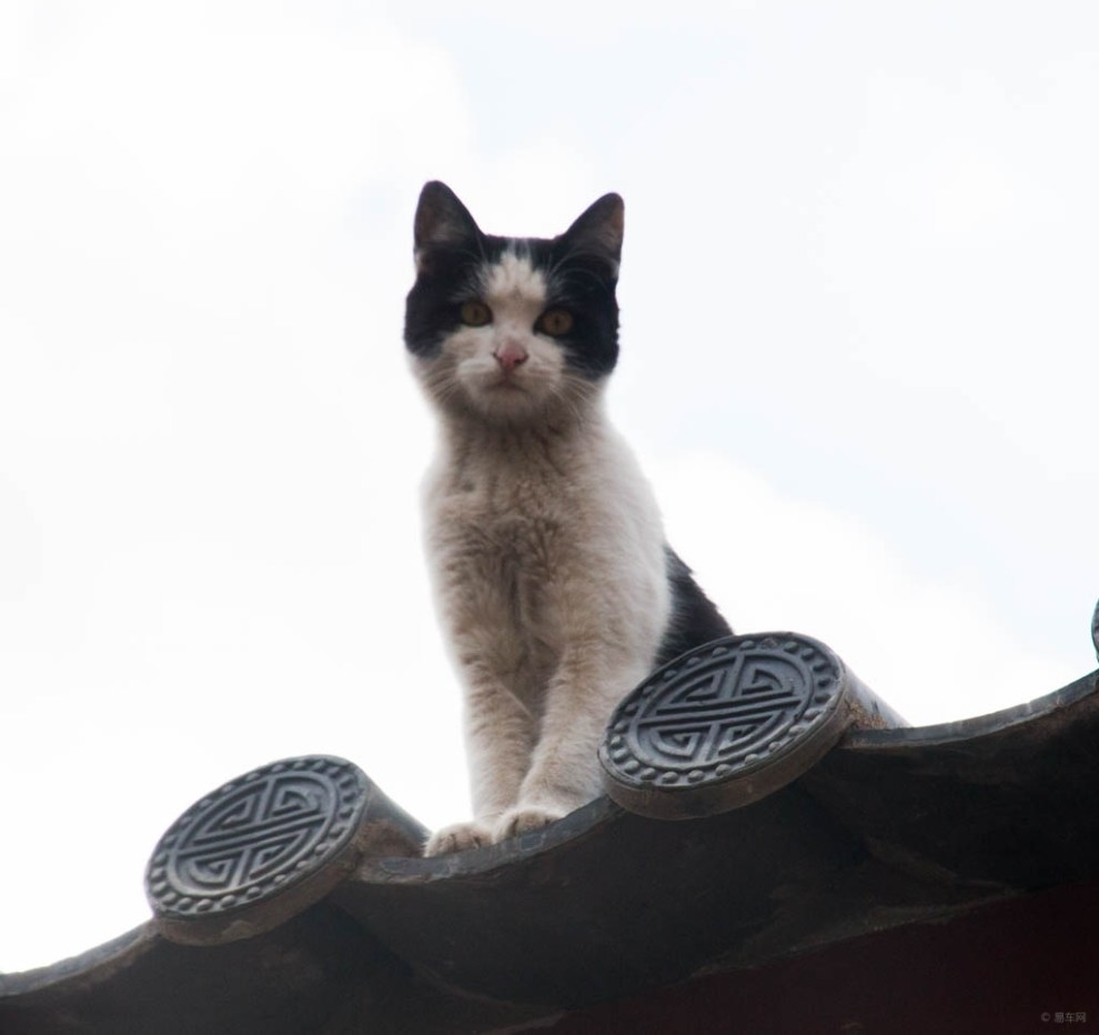 教堂屋檐上的猫