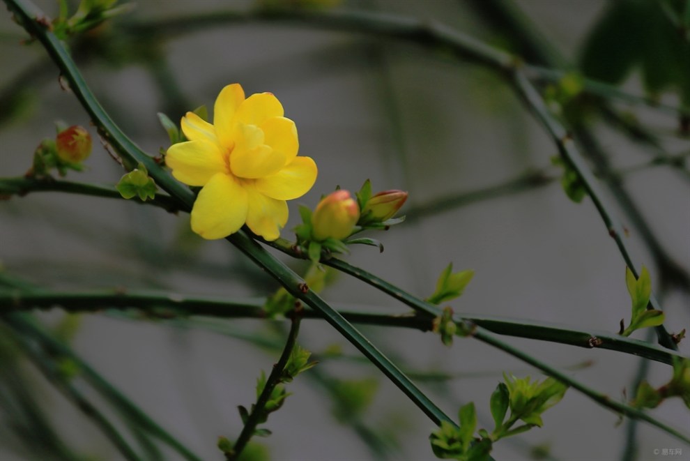 迎春花