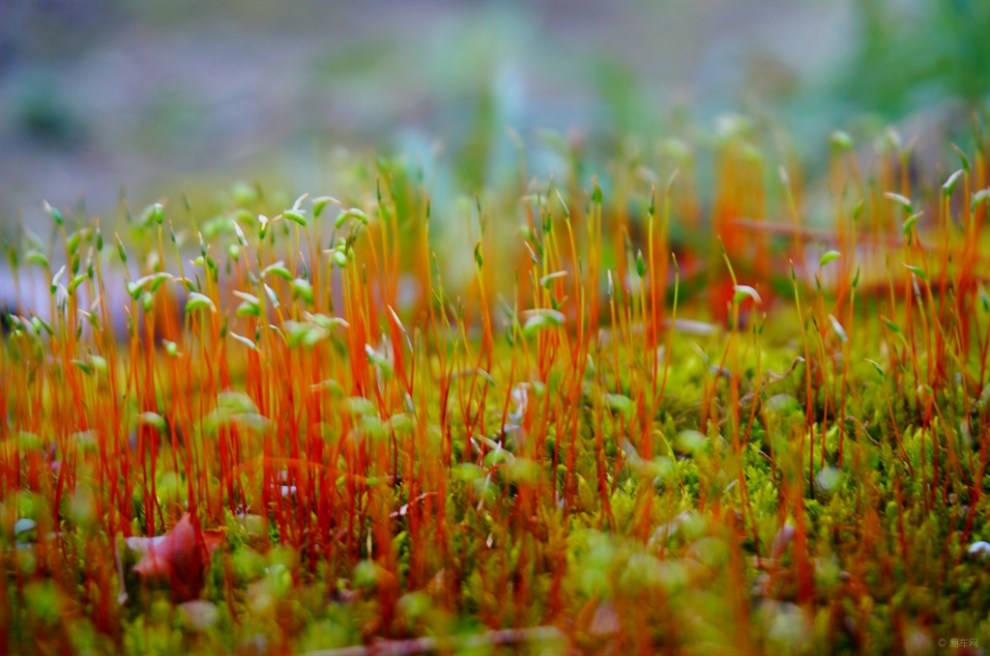 【摄影比赛-春的气息】【申牛】春苔12
