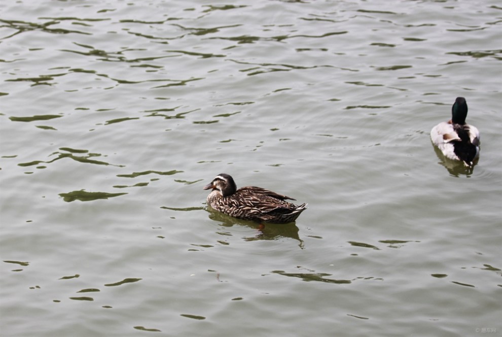 瘦西湖内游荡的观赏鸭