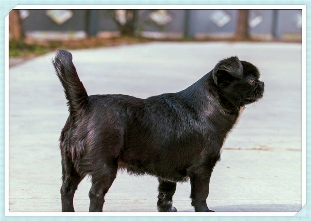 【治愈系萌宠】萌宠黑子,可爱卖萌