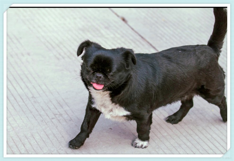 【治愈系萌宠】萌宠黑子,可爱卖萌