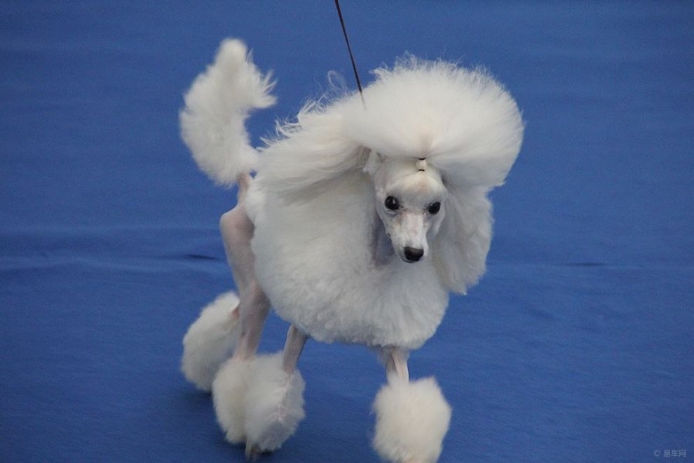 走秀的贵妇犬