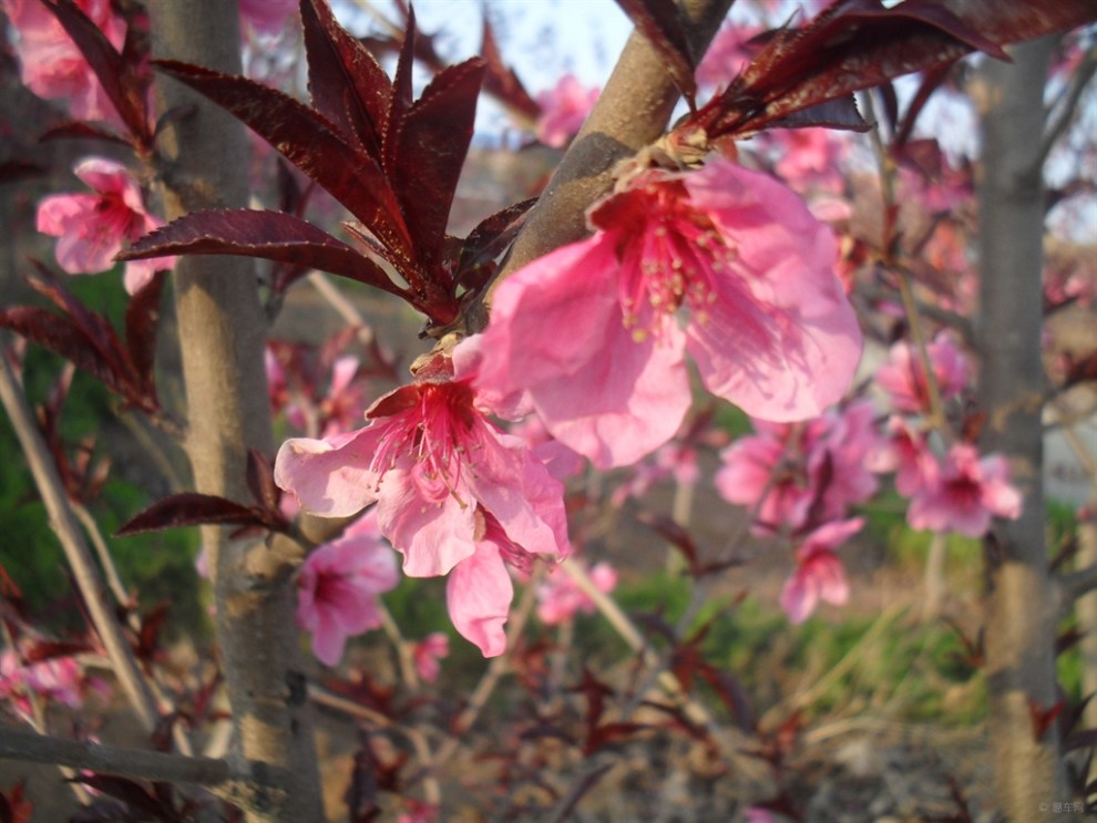 【原創首發】紫葉桃花