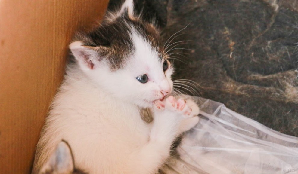 【治愈系萌宠】萌宠小白猫 好奇又贪玩