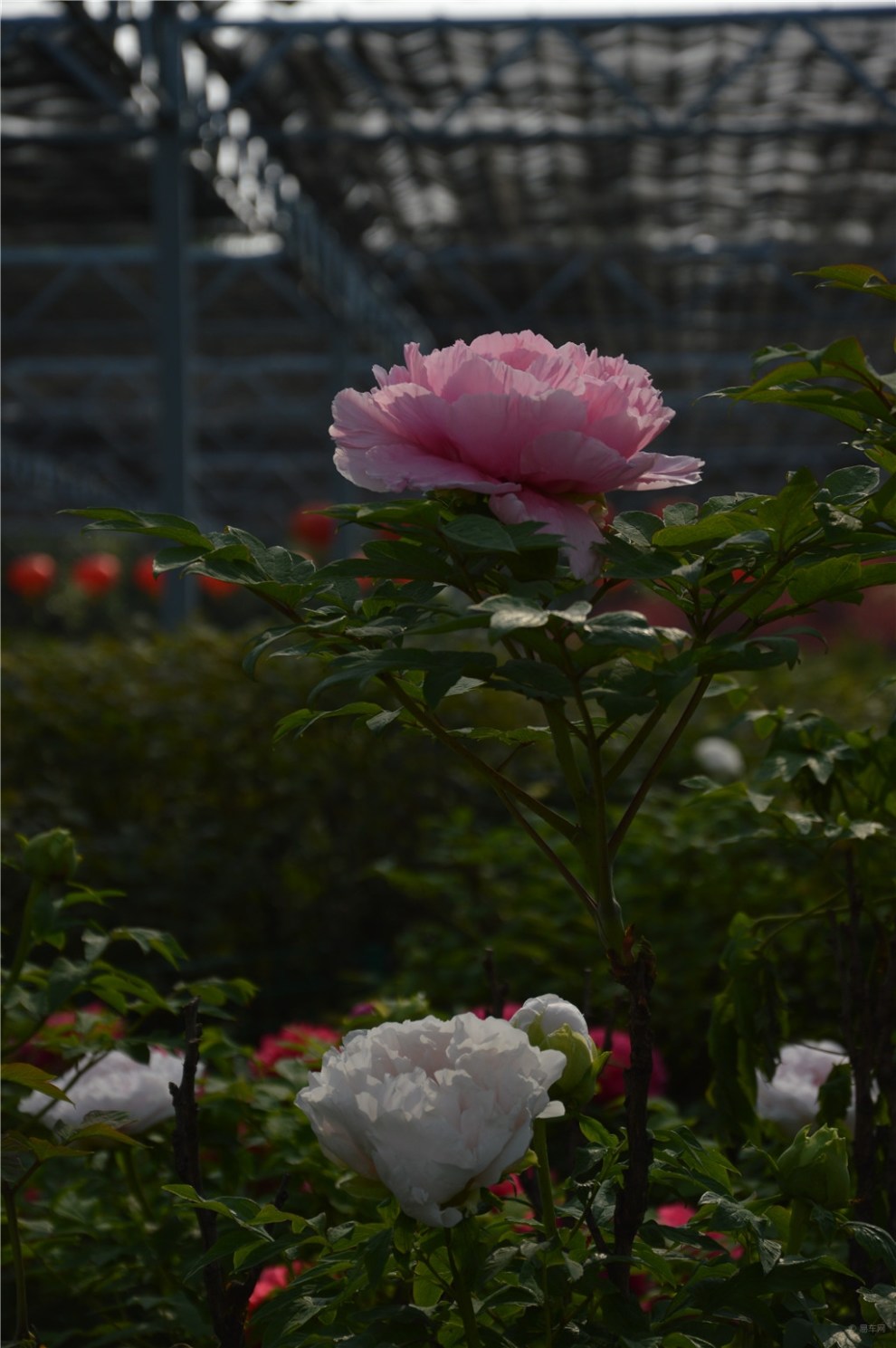 【風景帶你逛花城】國際牡丹園