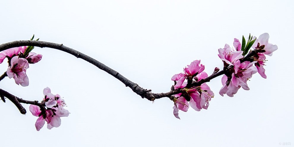 三月桃花枝头俏