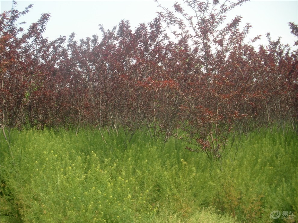 【智勇杂苑】看到红叶碧桃的果实了!