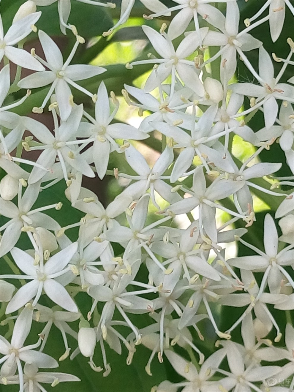 【激情五月随手拍】开花的灯台树