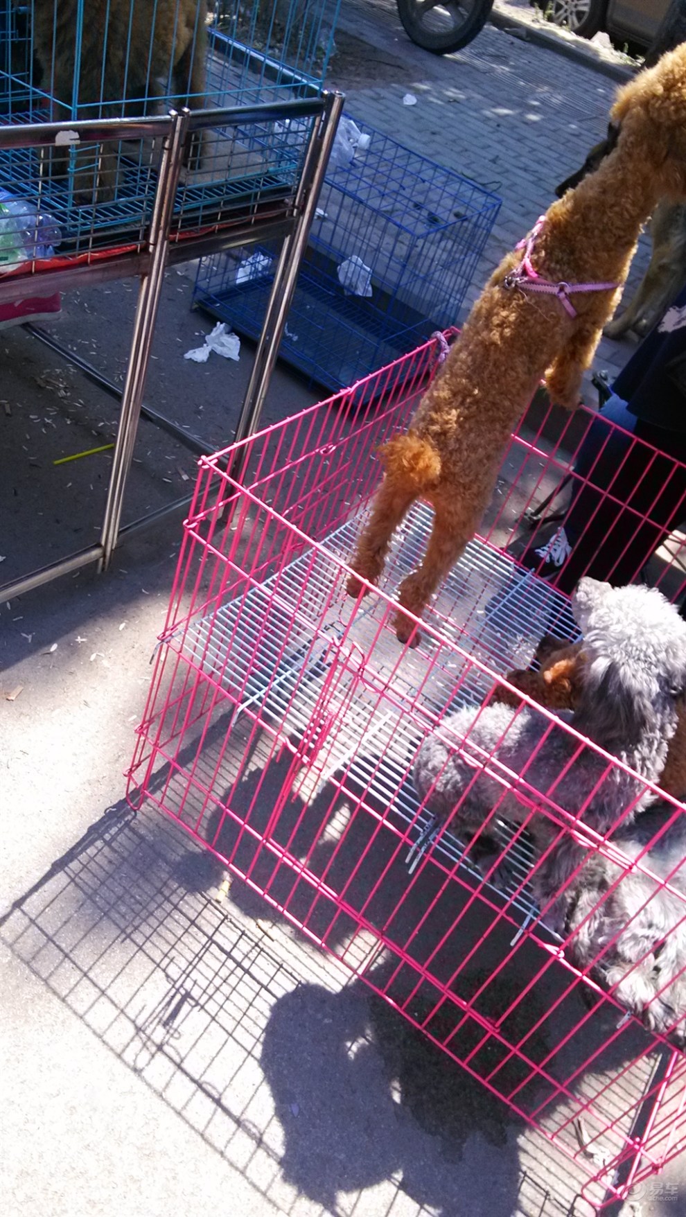 【原创首发】狗市