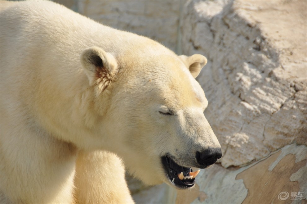 【翻照片看到了"公园里的熊"】_辽宁论坛图片集锦_汽车论坛-易车网