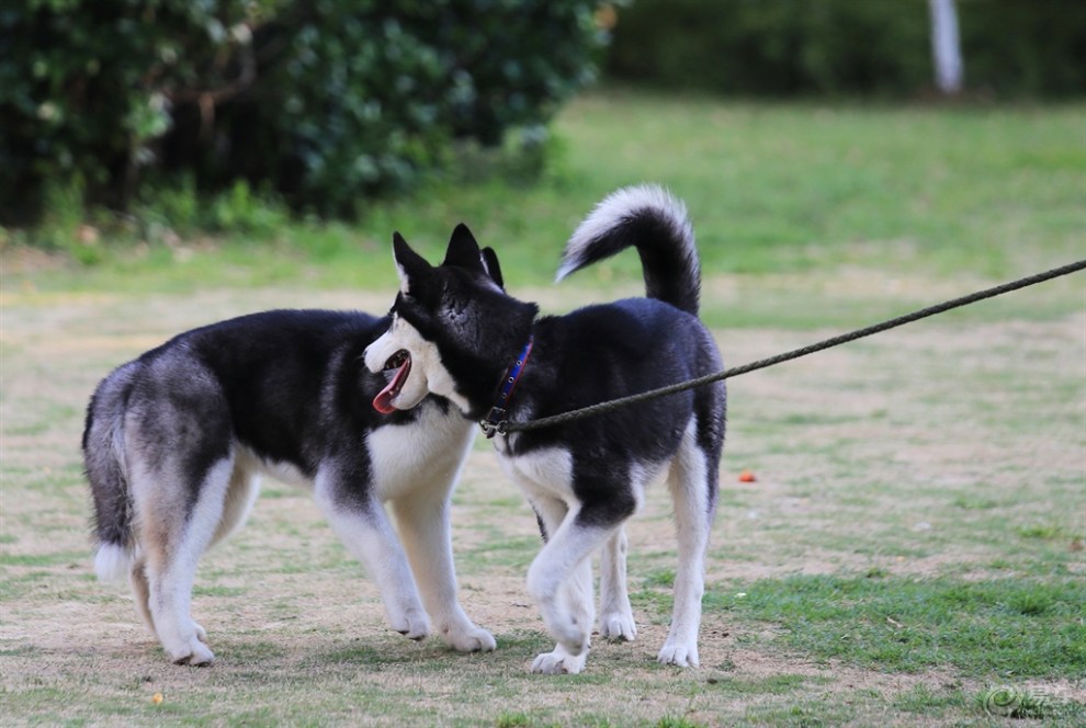 【名犬欣赏】哈士奇犬