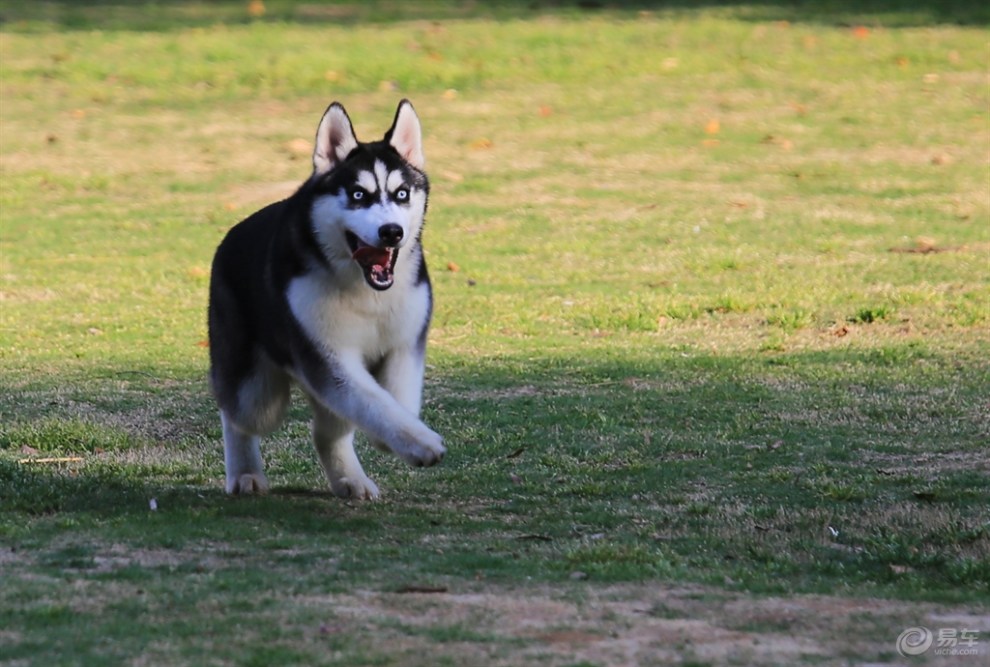 【名犬欣赏】哈士奇犬