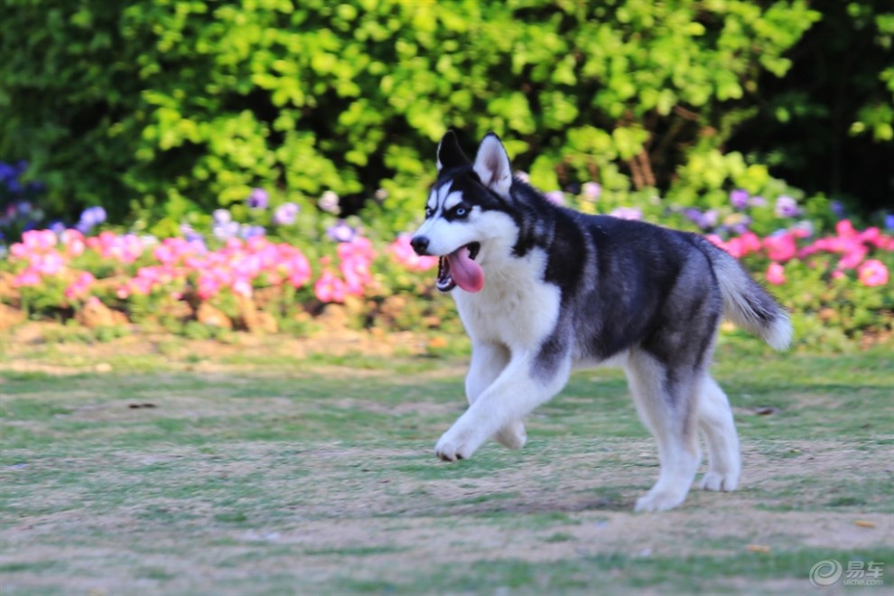 【名犬欣赏】哈士奇犬