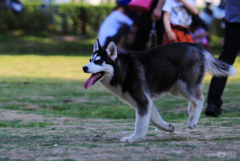 【名犬欣赏】哈士奇犬