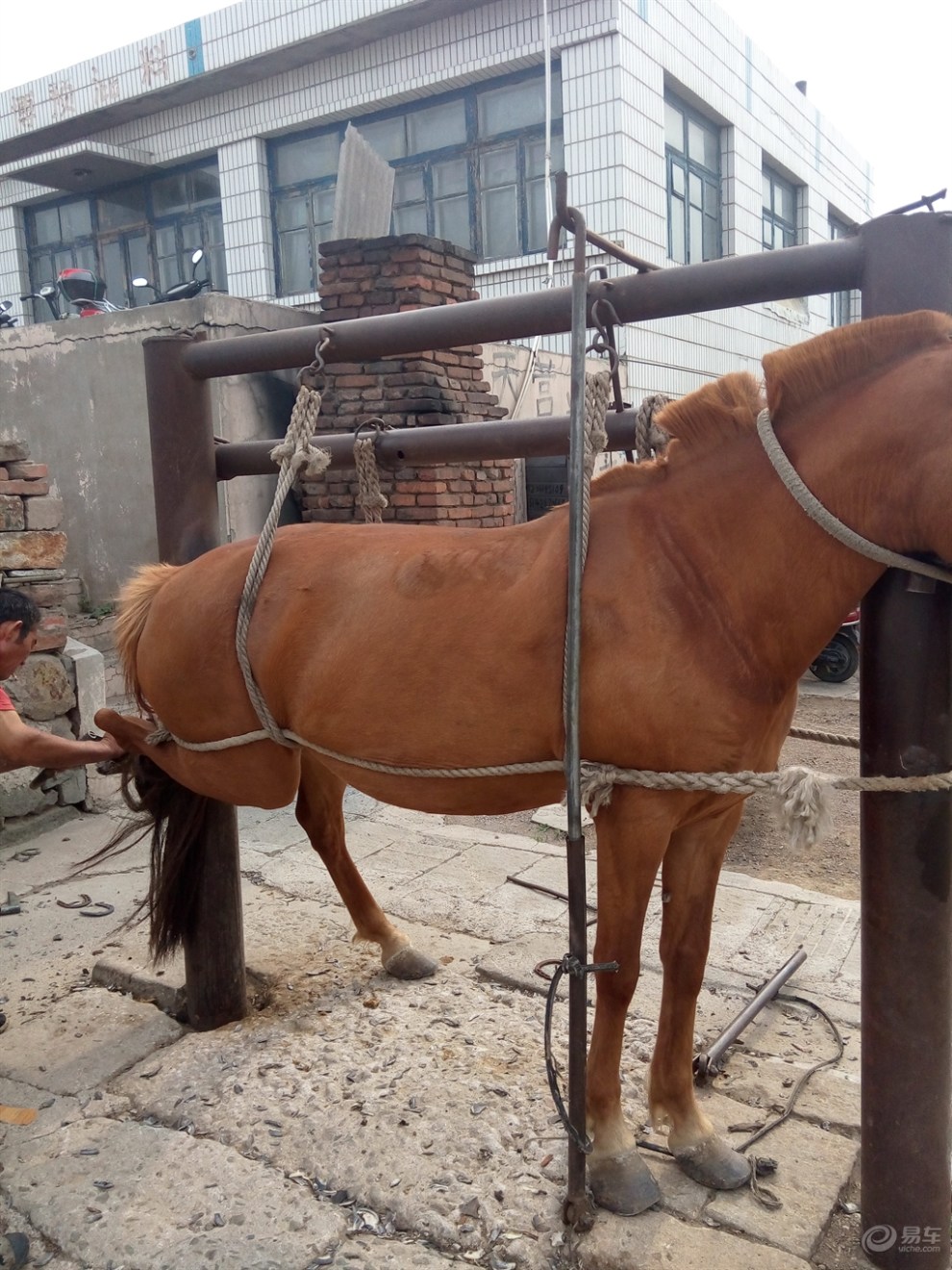 【激情五月随手拍】钉马掌