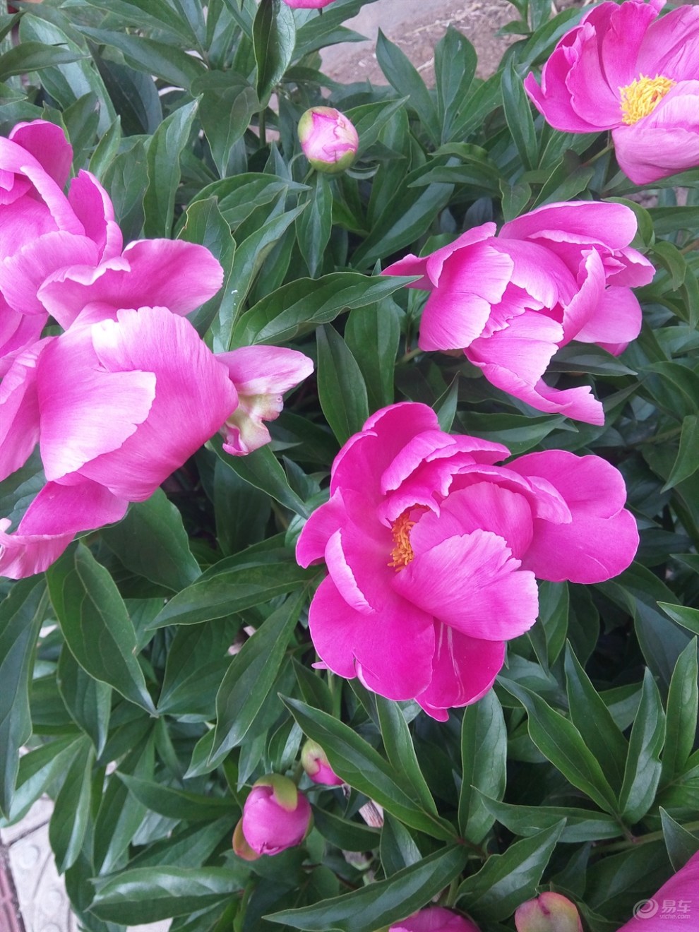 【原创】绛紫牡丹