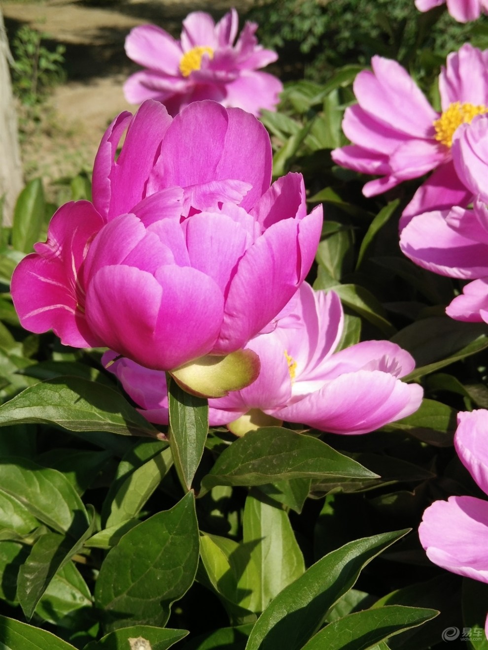 开心快乐花-----芍药花的美丽