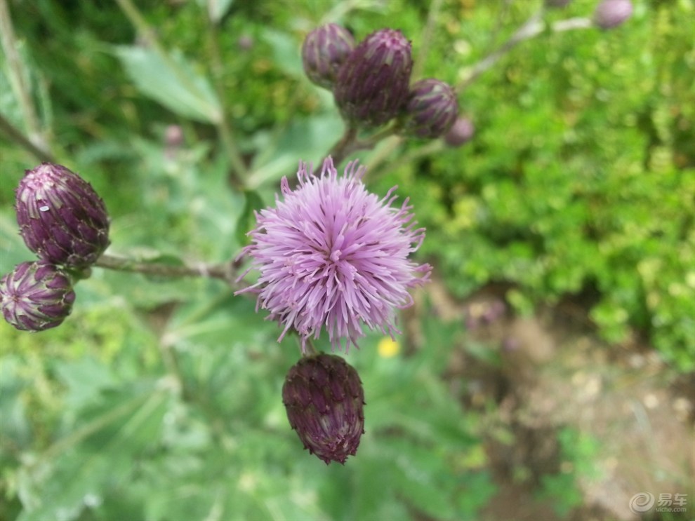 【镜头看世界】马刺花儿开