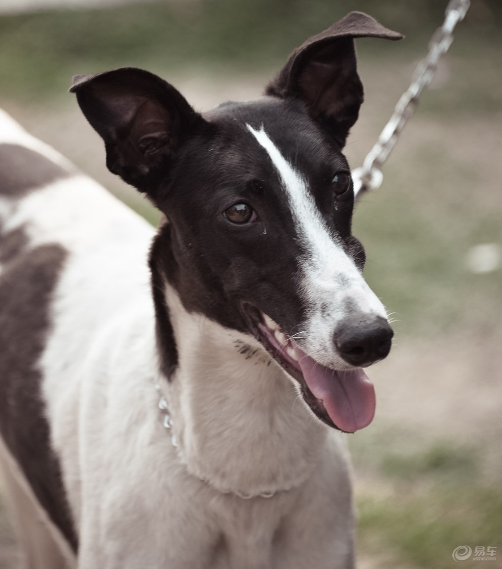 奔跑冠军-格力犬