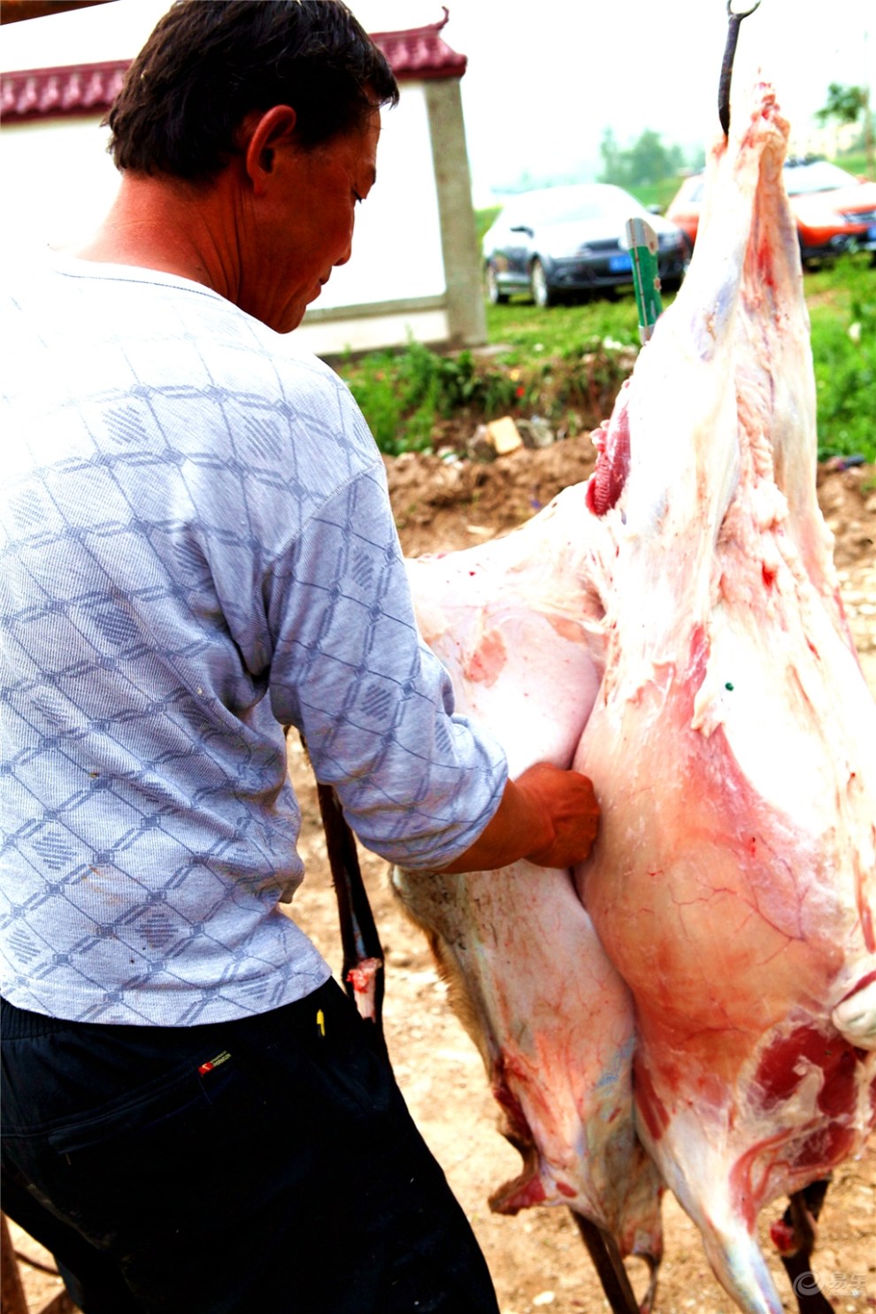 【评头论足】宰羊教学帖