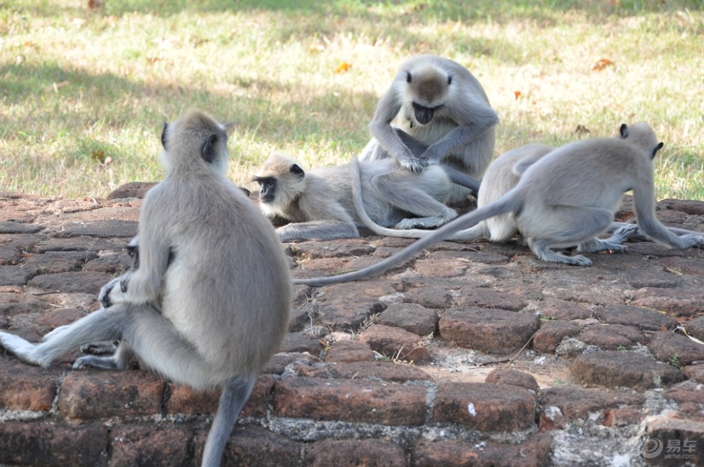 斯里兰卡的狮子岩