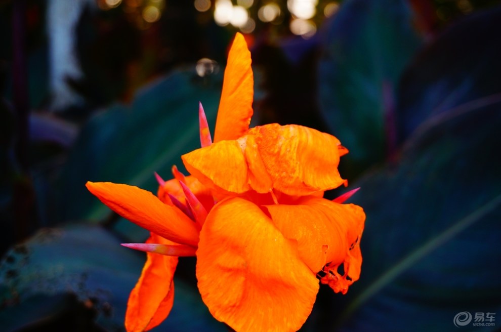 【精华贴争霸赛】橙色美人蕉(7月第1期)首发