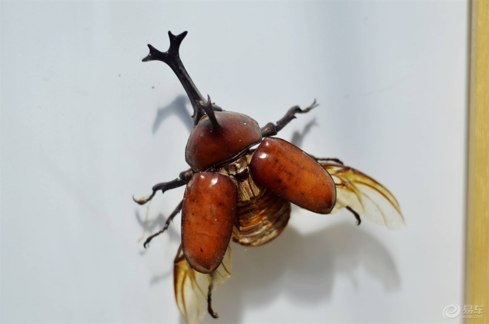 【原创首发】 随枫而去拍摄的鞘翅目甲虫分享