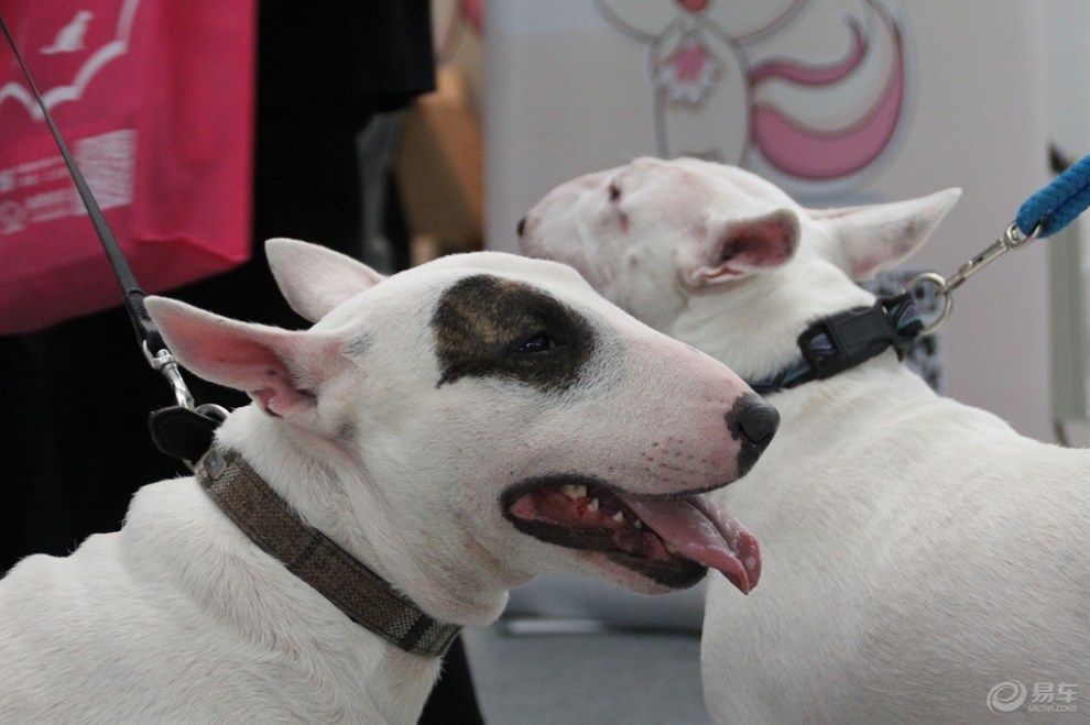 【夏日萌宠】牛头梗